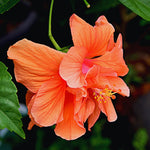 2 Double Orange Hibiscus Trees Live Plant, Hardy Hibiscus Plants Live, 5 to 7Inc, Hibiscus Shrub Gardening