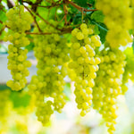 10 Green Grape Cuttings for Planting, Grape Vine Plant, Sweet Fruit Garden, 6 to 8'' Tall Cuttings