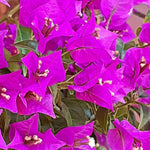 Combo 2 Bougainvillea Plants Live Trees, Outdoor Bougainvillea Plant for Trailing Flowering Vines or Bush Tree, 5-10” Tall, Well-Rooted Bougainvillea Bright Purple