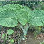 Colocasia Live Plant, 4-8'' Tall, Elephant Ear Plant, Esculenta Taro Alocasia Housplant, Indoor Outdoor Planting (Large Leaves)