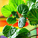 2 Plectranthus Swedish Ivy Plants Live for Planting, Green Swedish Ivy Mint Herb Starter Plants, Live Swedish Ivy Houseplants