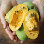 1 Paw Paw Tree Live Plant, Pawpaw Seedling Plants, 1 Year Old 6-15" Well Rooted, Common Pawpaw Asimina Triloba, No Leaf in Winter