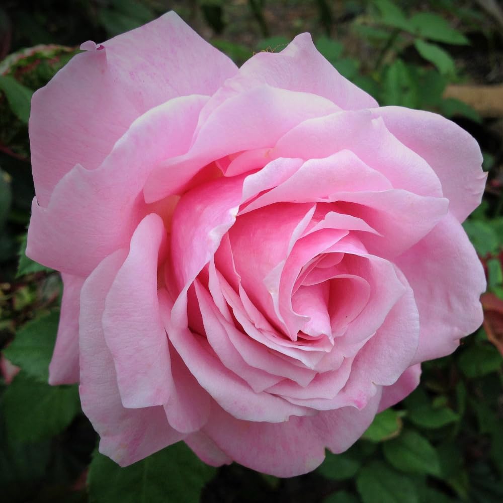Rose Live Plant for Planting, Rose Bush Ready to Plant, 5-8 Inch Tall, Fragrant Rose Flowers (Pink)