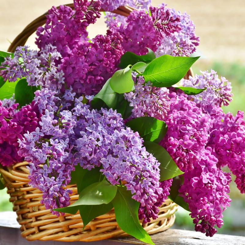Old Fashion Lilac Bush, Fragrant Lilac Live Plant, Purple Flowering Lilacs Ready to Grow Outdoor, 12-16 Inch Tall