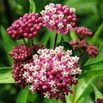4 Milkweed Plants Live, Pink Butterfly Milkweed Asclepias Tuberosa Perennial Wildflowers Swamp Common Bush, 5-9" in Tall, No Pot