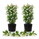 2 Confederate Jasmine Live Plants, Fragrant Flowering Shrubs, 4-6" Tall