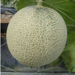 2 Live Melon Plant Per Pot, 3–5 Inch Height, Sweet Melon Fruit Vine Plant for Home Gardening