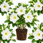 White Desert Rose Live Plant, Adenium Succulent, 4-6" Tall