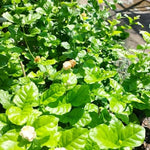 3 Climbing Jasmine Live Plants for Indoor Outdoor Planting, Jasmine Plants Live, Fragrant, 5-8" in Tall, Hardy