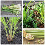 Potted of 2 Lemon Grass Live Plants, Indoor Outdoor Herb Lemongrass Plants Rooted, Lemongrass Stalks Zones 9-11