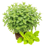 Big Clumps Strawberry Mint Plants Live in Pot, Well-Rooted Herb for Home Gardens, Heirloom Mint Indoor Outdoor, Fresh Mints