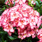 Reblooming Hydrangea Flowers, Hardy Hydrangea Plant Live Bush Shrub, 5-8" Tall Well-Rooted for Garden, Change Colors (Pink White)