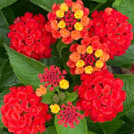 Set 4 Mix Trailing Lantana Plants Live, 4 to 7 Inc Tall, Rose Lantana Live Plants for Planting Vibrant Perennial Flower Garden