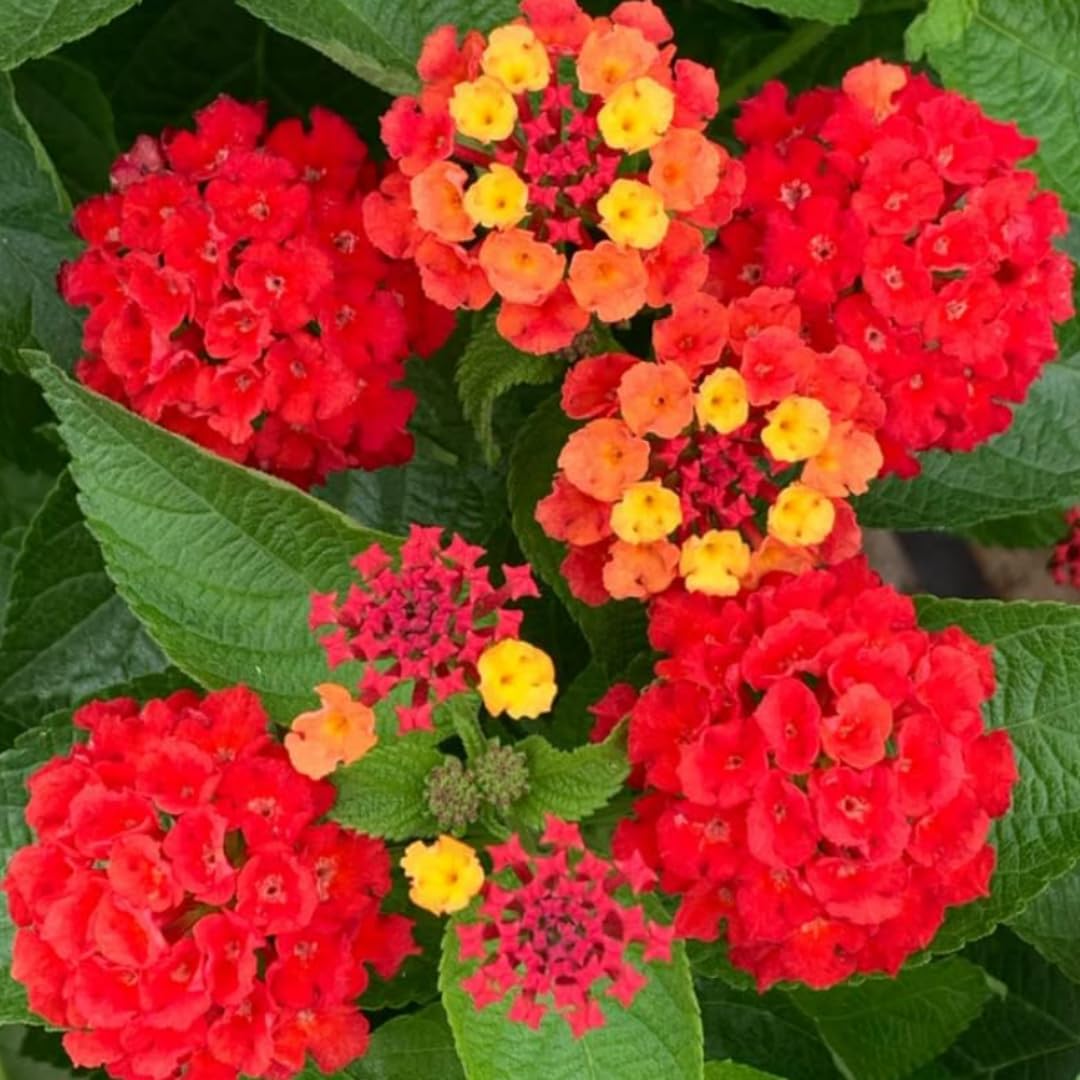 Set 4 Mix Trailing Lantana Plants Live, 4 to 7 Inc Tall, Rose Lantana Live Plants for Planting Vibrant Perennial Flower Garden