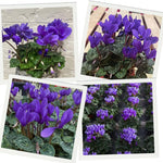 2 Purple Cyclamen Plants Live in 4" Pot, Already Bloom in Vibrant Color, Easy to Care for Indoor or Garden Flowering Houseplant