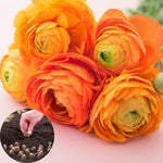 25 Ranunculus Bulbs for Spring Planting, Perennial Flowers Bulbs for Gardens, Vibrant Peony Buttercup Corms for Outdoor Borders (Orange Ranunculus Bulbs)