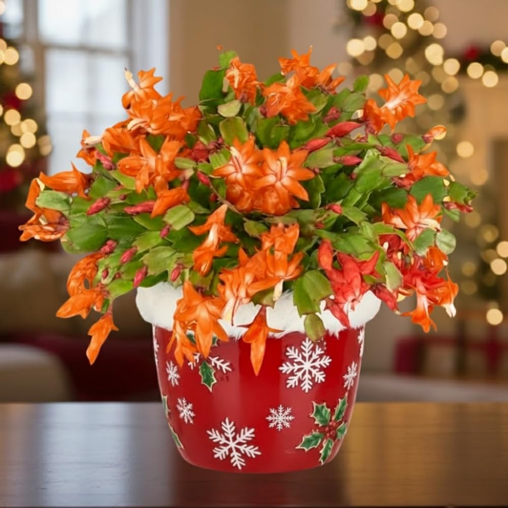 Christmas Cactus Plant, Thanksgiving Cactus in 4” Pot, Colorful Holiday Blooms, Indoor Gardens Growing (Orange Christmas Cactus)