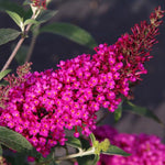 AVERAR 6 Months Old Raspberry Butterfly Bush Live Plant, Butterfly Bushes Ready to Plant Outdoor, Buddleia Plant Bush Shrub 5-7 Inches Tall, No Pot