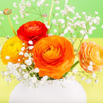 Pack of 30 Ranunculus Bulbs for Spring Planting, Ranunculus Bulbs for Planting, Spring Blooms Vibrant Perennial Bulbs for Garden Borders (Orange Ranunculus)