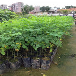 Pack 2 Moringa Trees Live Plants in 4 Inc Pot, 6"-12" Malunggay Drumstick Trees, Horseradish Herb Moringa Plants, Deciduous Tree