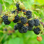 4 BlackBerry Plants Live for Planting, 5-9 Inches Height, Sweet Berry Bush Live Plant, Large Berries Plant (Triple Crown BlackBerry)