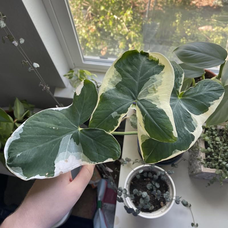 Elephant Ear Plants, Rare Colocasia Plant Live, Perennial Esculenta Taro Alocasia 4-8 Inch Tall, Indoor Outdoor Garden (Variegated White)