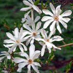 Star Magnolia Tree Live Plant in 1 Gallon Pot, 1-2 Feet Tall, 2 Years Old Well-Rooted Tree, Cold Hardy, Magnolia Shrub for Spring Planting, Fast-Growing