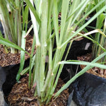 Set 6 Lemongrass Plants Live, Lemongrass Herbs Stalks, 4-8" Tall Well-Rooted for Culinary Gardens, Tropical Grass for Outdoor Landscapes