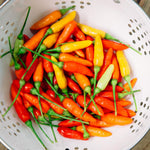 Hot Pepper Plants, 2 Pcs in Pot, Red Pepper Seedling, Pepper Plants Live for Planting, Ready for Edible Gardening, Zones 9 to 11