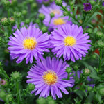 Live Aster Plant for Planting, Vibrant Blooms 4-9 Inch Tall, Hardy and Perennial Aster, Ideal for Container and Outdoor Growing