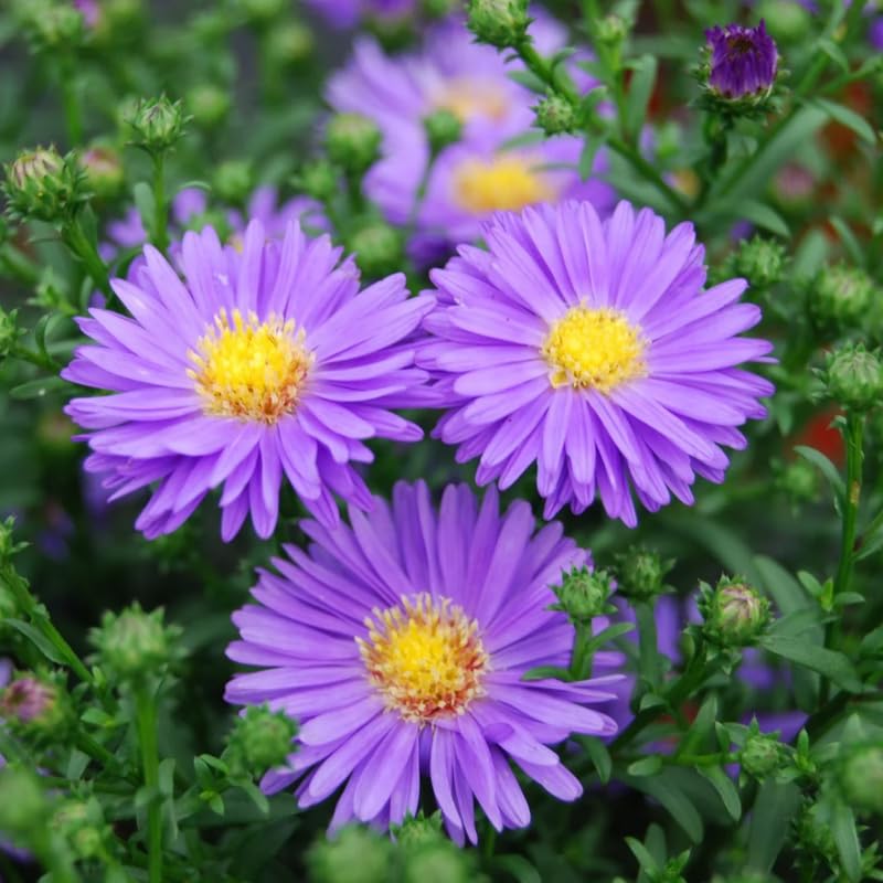 Live Aster Plant for Planting, Vibrant Blooms 4-9 Inch Tall, Hardy and Perennial Aster, Ideal for Container and Outdoor Growing