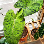 Colocasia Live Plant, 4-8'' Tall, Elephant Ear Plant, Esculenta Taro Alocasia Housplant, Indoor Outdoor Planting (Spotted)