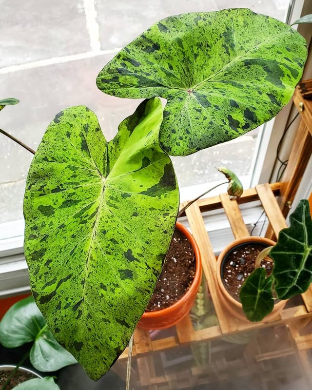 Colocasia Live Plant, 4-8'' Tall, Elephant Ear Plant, Esculenta Taro Alocasia Housplant, Indoor Outdoor Planting (Spotted)