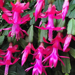 True Christmas Cactus Plant Live, Pink Blooms Indoor Houseplant, Clumps of 4-6" Well-Rooted Holiday Cactus, in 4" Pot