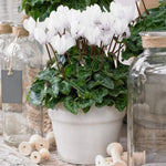 Cyclamen Plant Live in 4'' Pot, Vibrant Indoor Flowering Plants for Planting, Blooms Already, Indoor Outdoor Decoration (White Cyclamen)