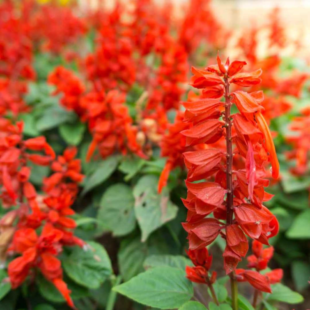 4 Fragrant Sage Salvia Live Plants, Planting in Spring Sage Plants Live, 5 to 10 Inches in Tall, Change Color (Red)