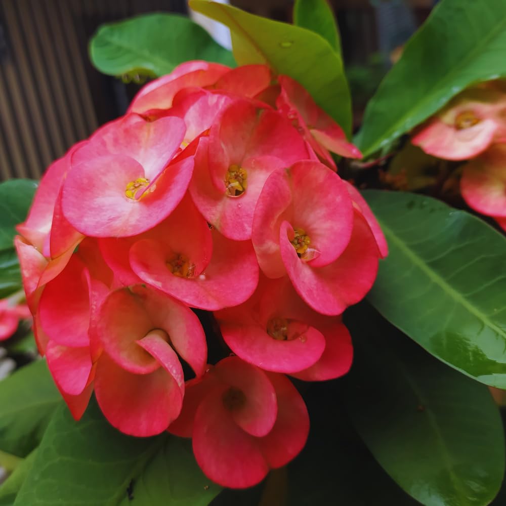 Red Crown of Thorns Plant, 6 to 10 Inc Tall, Hardy Euphorbia Milii Tree Live Plant, Houseplant Succulents Live
