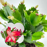 Thanksgiving Cactus Live Plant in 2" Pot, Holiday Christmas Cactus Plants Live, Winter Bloom, Indoor Planting, Ready to Blooms (Red)