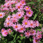 Set 2 Hardy Aster Plants Live, Perennial Aster Flowers for Planting Outdoor, Container, Garden 4-8 Inches