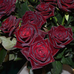 Black Red Velvet Climbing Rose Live Plant, 6 Months Old Starter, Fragrant Purple Climbing Roses for Planting Outdoor, No Pot