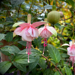 Set 2 Fuchsia Plants Live 2-5 Inches Tall, Colorful Hanging Flower Plants for Patio, Garden and Containers (Light Pink)