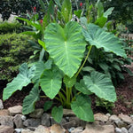 Colocasia Esculenta, Colocasia Live Plant, Elephant Ears Live Plant, Esculenta Taro Live Houseplant, 5-8 Inc Tall, No Pot (Rare Colocasia)