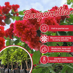 Set 2 Double Red Bougainvillea Live Plants 4-7 Inches Tall, Vibrant Bumgainvillea Flowering Vines for Garden, Patio Containers and Indoor Growing