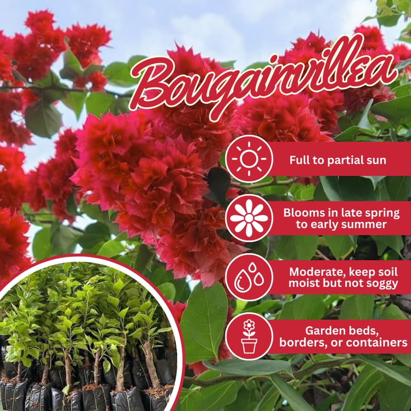 Set 2 Double Red Bougainvillea Live Plants 4-7 Inches Tall, Vibrant Bumgainvillea Flowering Vines for Garden, Patio Containers and Indoor Growing