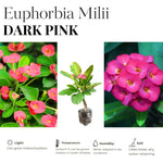 Hardy Crown of Thorn Live Plant, Pink Euphorbia Milii Tree, 1 Year Old Plant, 5-10 Inches in Tall, No Pot, Indoor Outdoor Décor Succulent Cactus