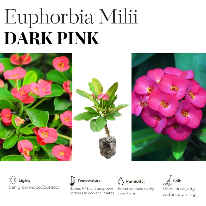 Hardy Crown of Thorn Live Plant, Pink Euphorbia Milii Tree, 1 Year Old Plant, 5-10 Inches in Tall, No Pot, Indoor Outdoor Décor Succulent Cactus