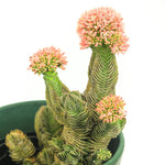 Pack 2 Crassula Plant, Live Crassula Succulents in 3.25 Inches Pot, 3 to 5 Inches Tall for Indoor Outdoor Planting