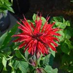 2 Red Bee Balm Plants Live, Perennial Garden Plugs 2-5" Tall, Red Flowers for Outdoor Planting