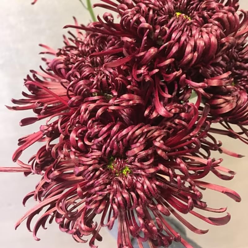 Pack 3 Dark Burgundy Chrysanthemum Plants, Mums Plants Live, 3 to 6 Inch Tall Garden Mum Live Plant, Vibrant Fall Blooms, Hardy Chrysanthemum Flowers, No Pot