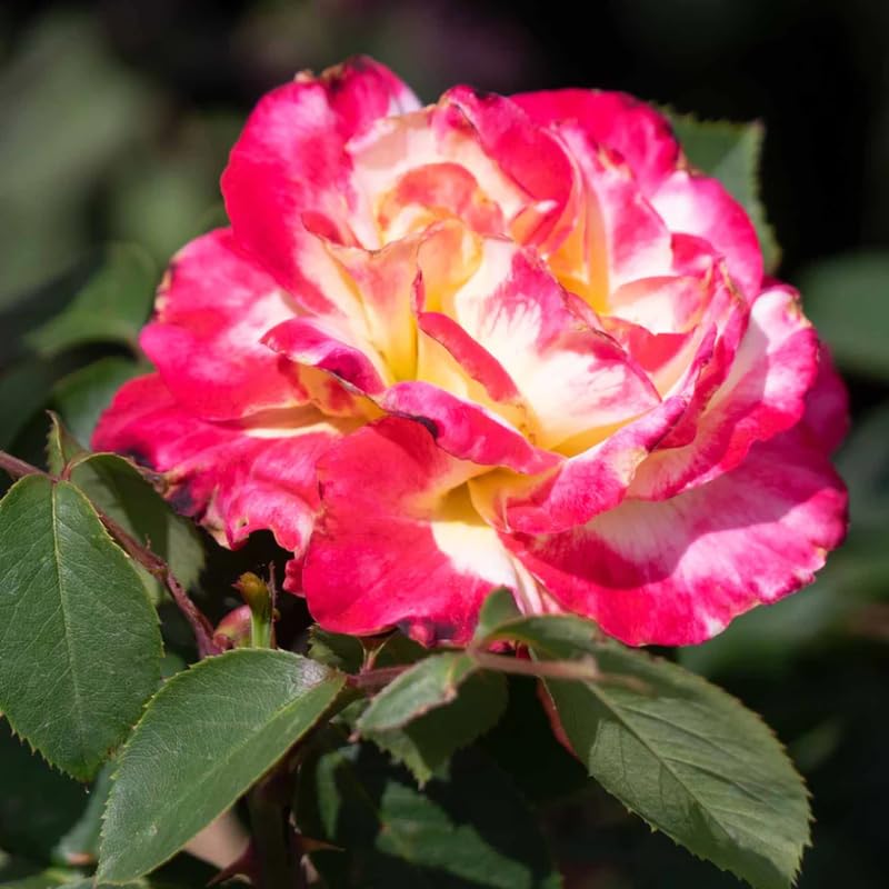 Rose Bush Live Plant, Hybrid Tea Rose Plant Live, 5-9 Inch Tall, Fragrant Flowers Tree, Well-Rooted 1 Year Old, No Pot (Delight Rose)
